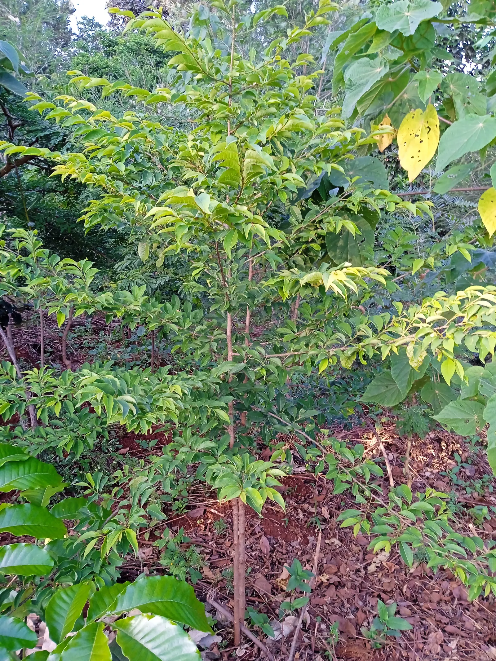 Silver Oak Mazingira Hub Restoration Project in Kisii